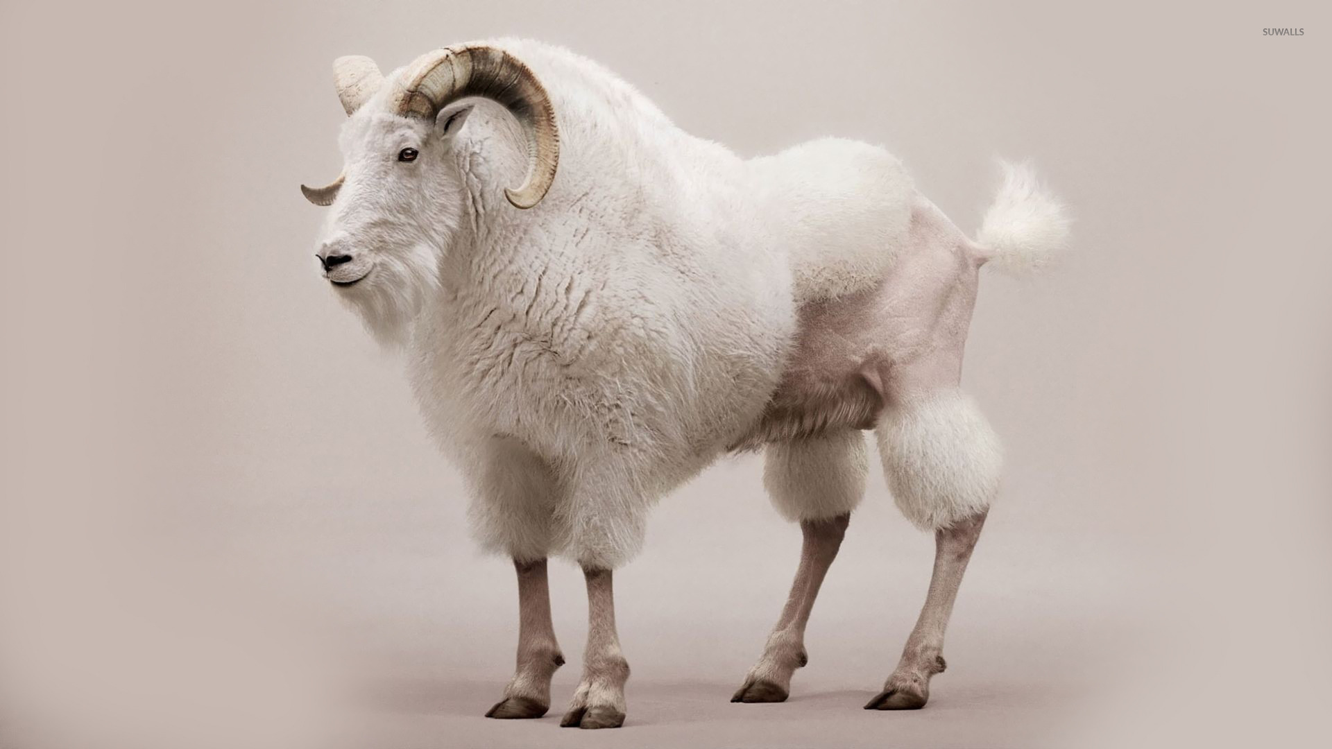 Shaved goat