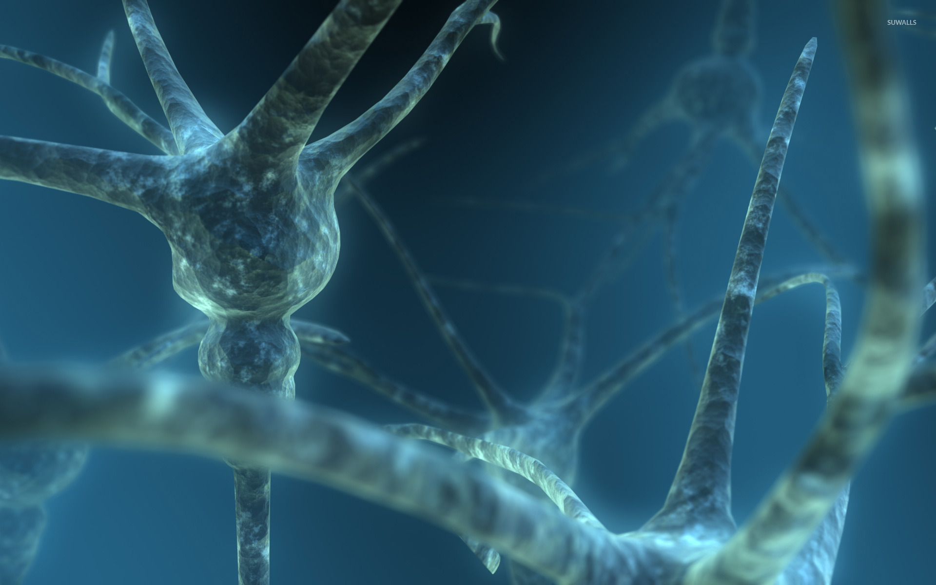 Nerves . , Neurons,, Brain Neuron HD wallpaper | Pxfuel