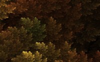 Fractal autumn trees wallpaper 1920x1200 jpg