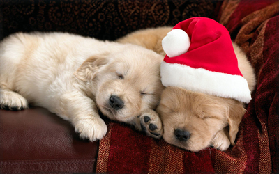 Adorable puppies sleeping on the couch on Christmas Eve wallpaper