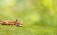 Adorable sleeping fox wallpaper 1920x1080 jpg