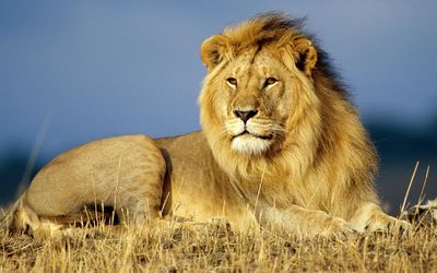 African Lion wallpaper