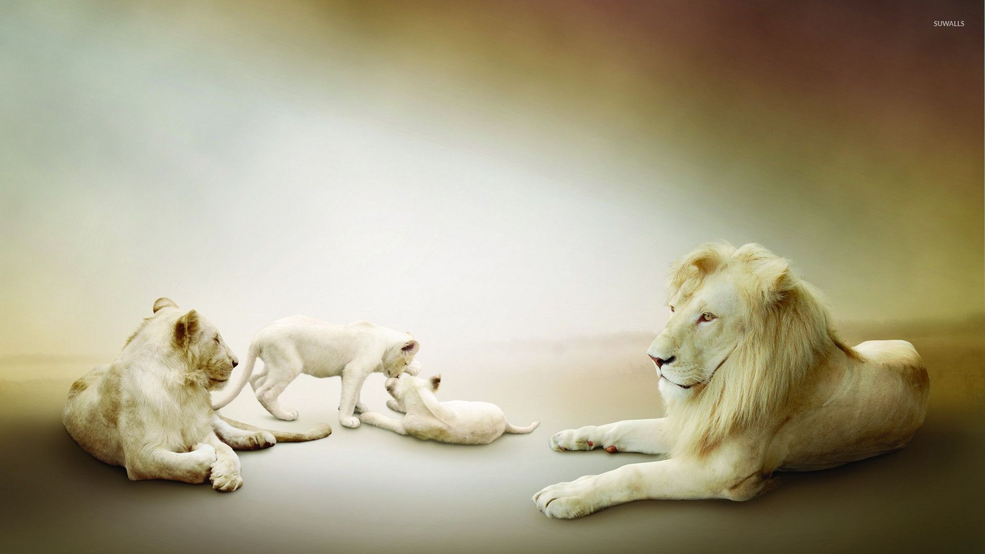 Albino lion family wallpaper - Animal wallpapers - #26756