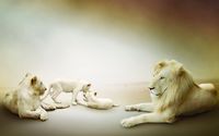 Albino lion family wallpaper 1920x1080 jpg