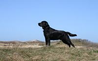 Amazing black Labrador Retriever wallpaper 3840x2160 jpg