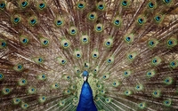Amazing tail of a peacock wallpaper 1920x1200 jpg