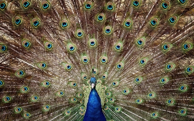 Amazing tail of a peacock wallpaper