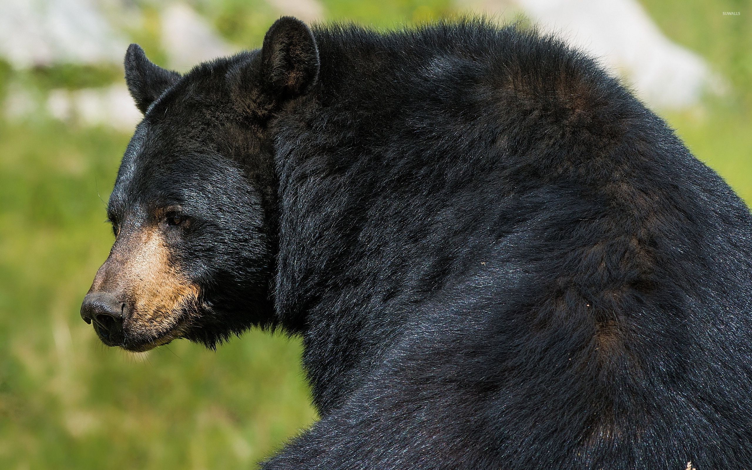 Медведь барибал умеет лазить по деревьям. Американский черный медведь Барибал. Гималайский медведь и Гризли. Медведь Гризли черный. Барибал Медвежонок.