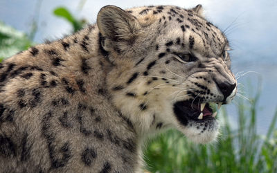 Angry snow leopard wallpaper