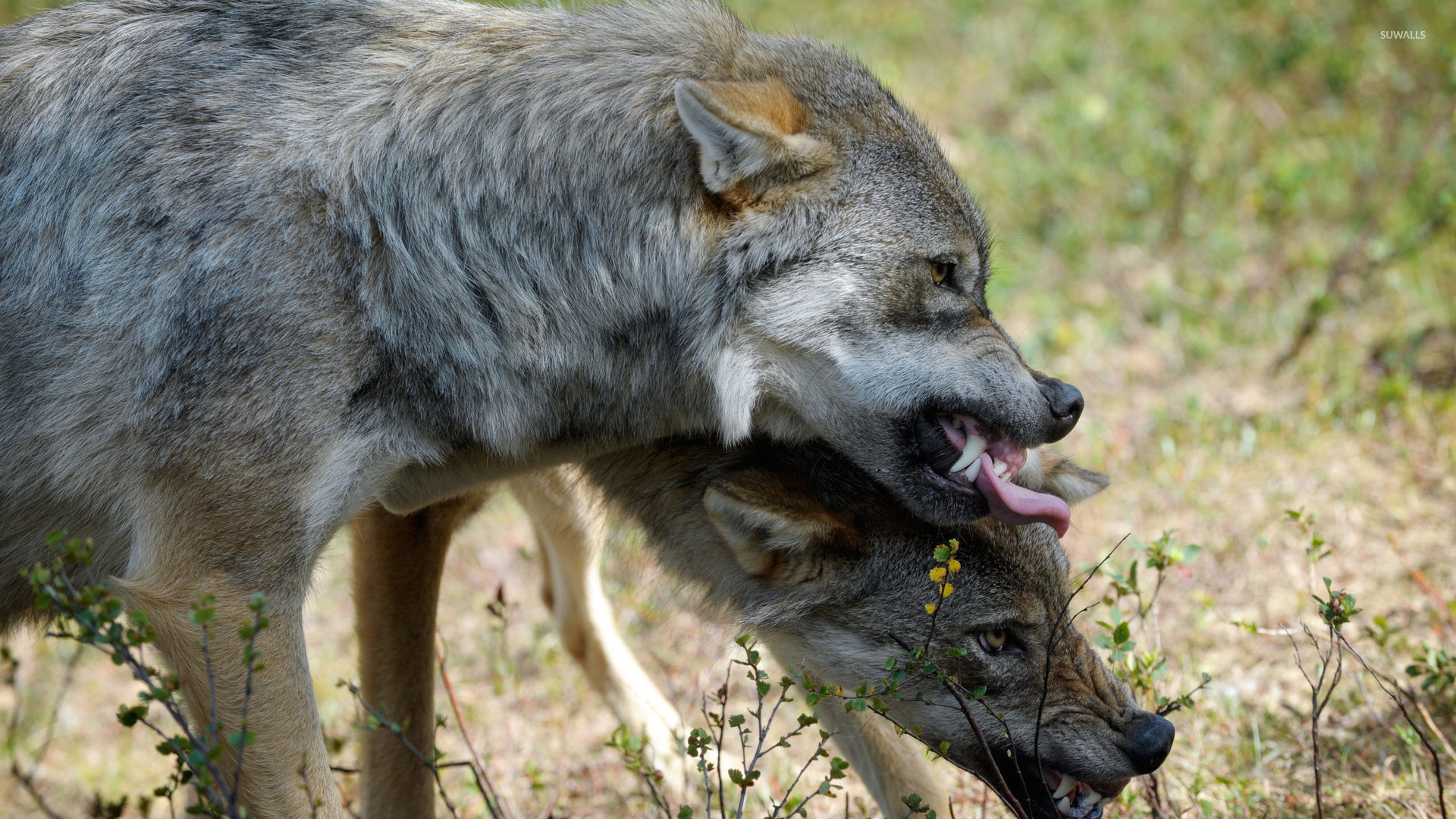 Angry wolves wallpaper - Animal wallpapers - #41917