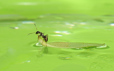 Ant on a leaf floating on the water wallpaper