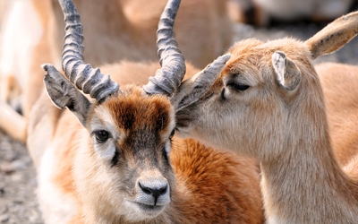 Antelopes wallpaper