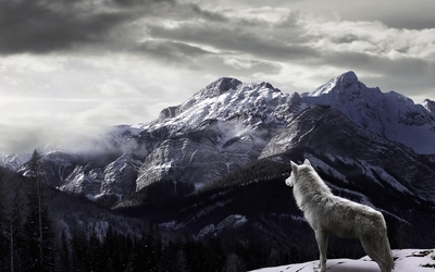 Artic wolf wallpaper