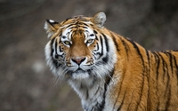 Attentive tiger wallpaper 2560x1600 jpg