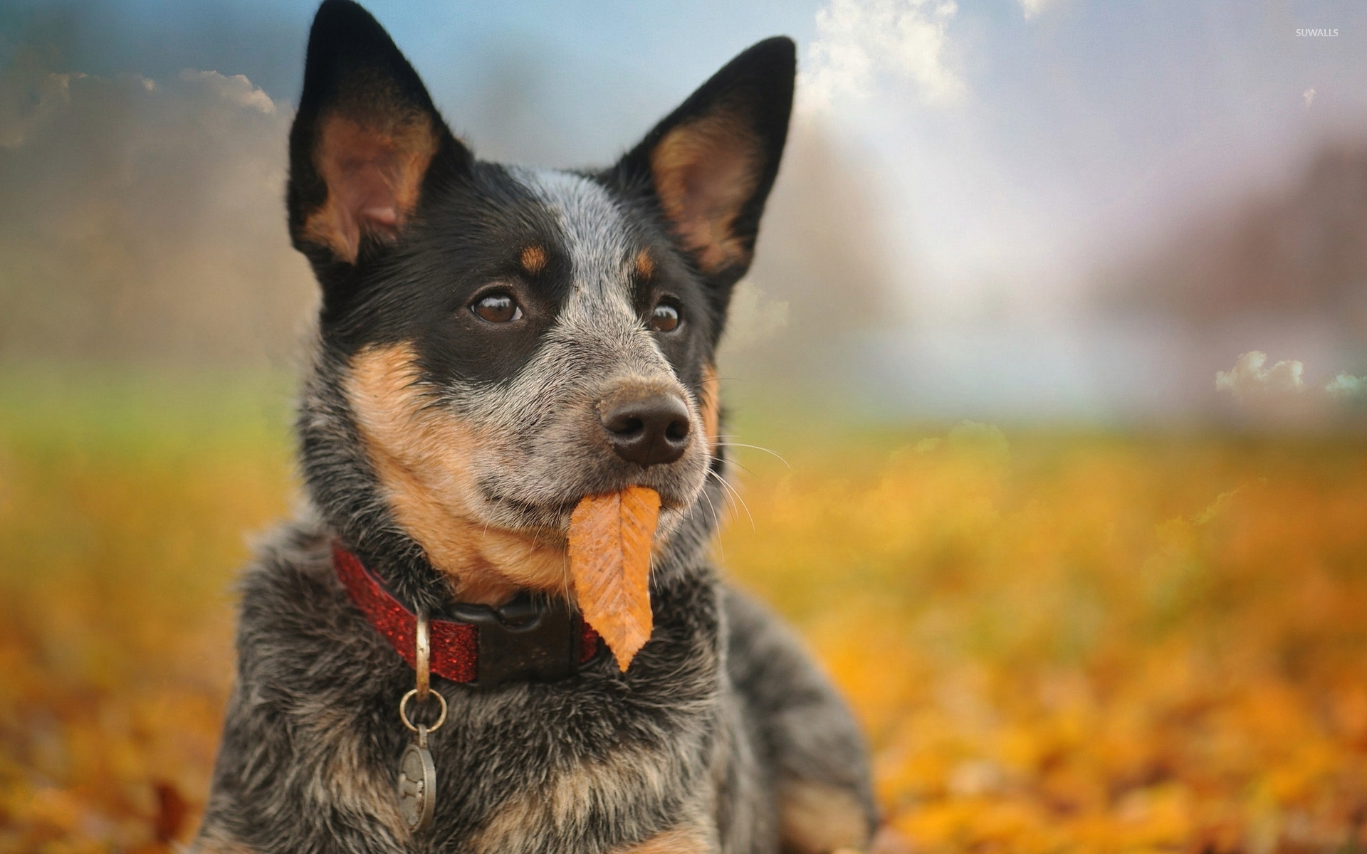 природа животные собака листья осень nature animals dog leaves autumn скачать
