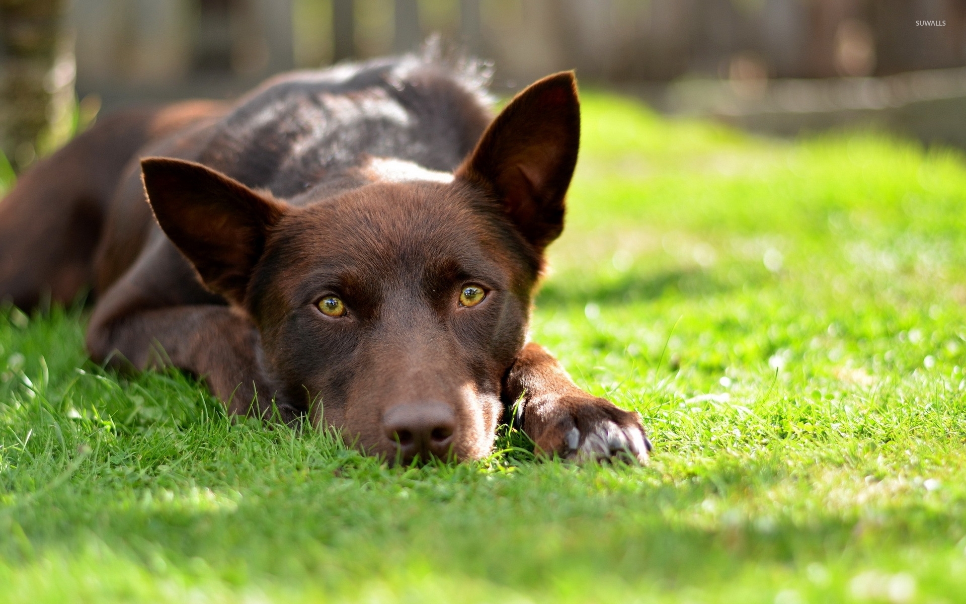 Australian Kelpie resting on the grass wallpaper - Animal wallpapers