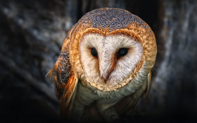Australian Masked Owl wallpaper