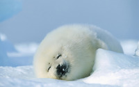 Baby seal wallpaper 1920x1200 jpg