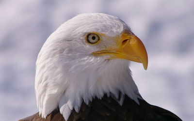 Bald eagle close-up from a side wallpaper