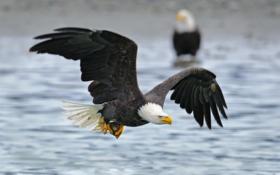 Bald Eagle flying above the water wallpaper