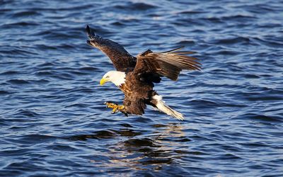 Bald eagle trying to fish wallpaper