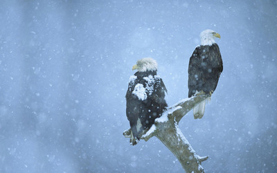 Bald eagles in the snow wallpaper