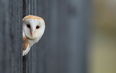 Barn Owl hiding behind the wooden fence wallpaper