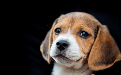 Beagle puppy wallpaper