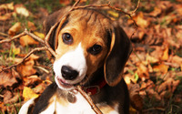 Beagle puppy [3] wallpaper 1920x1200 jpg