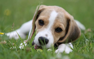 Beagle puppy [2] wallpaper