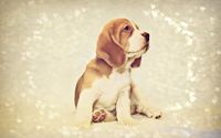 Beagle puppy [4] wallpaper 1920x1200 jpg