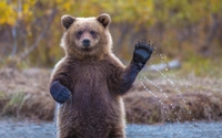 Bear cub wallpaper 1920x1080 jpg