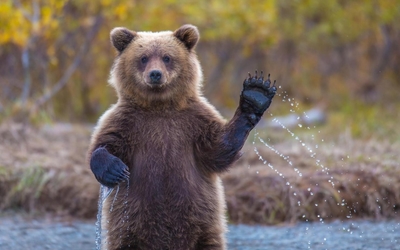 Bear cub wallpaper