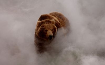 Bear in the fog wallpaper