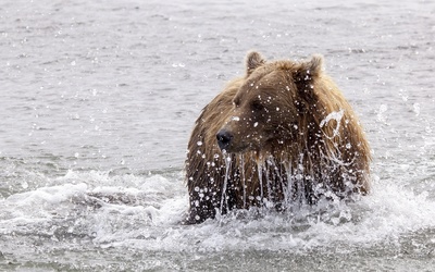 Bear splashing in the water Wallpaper
