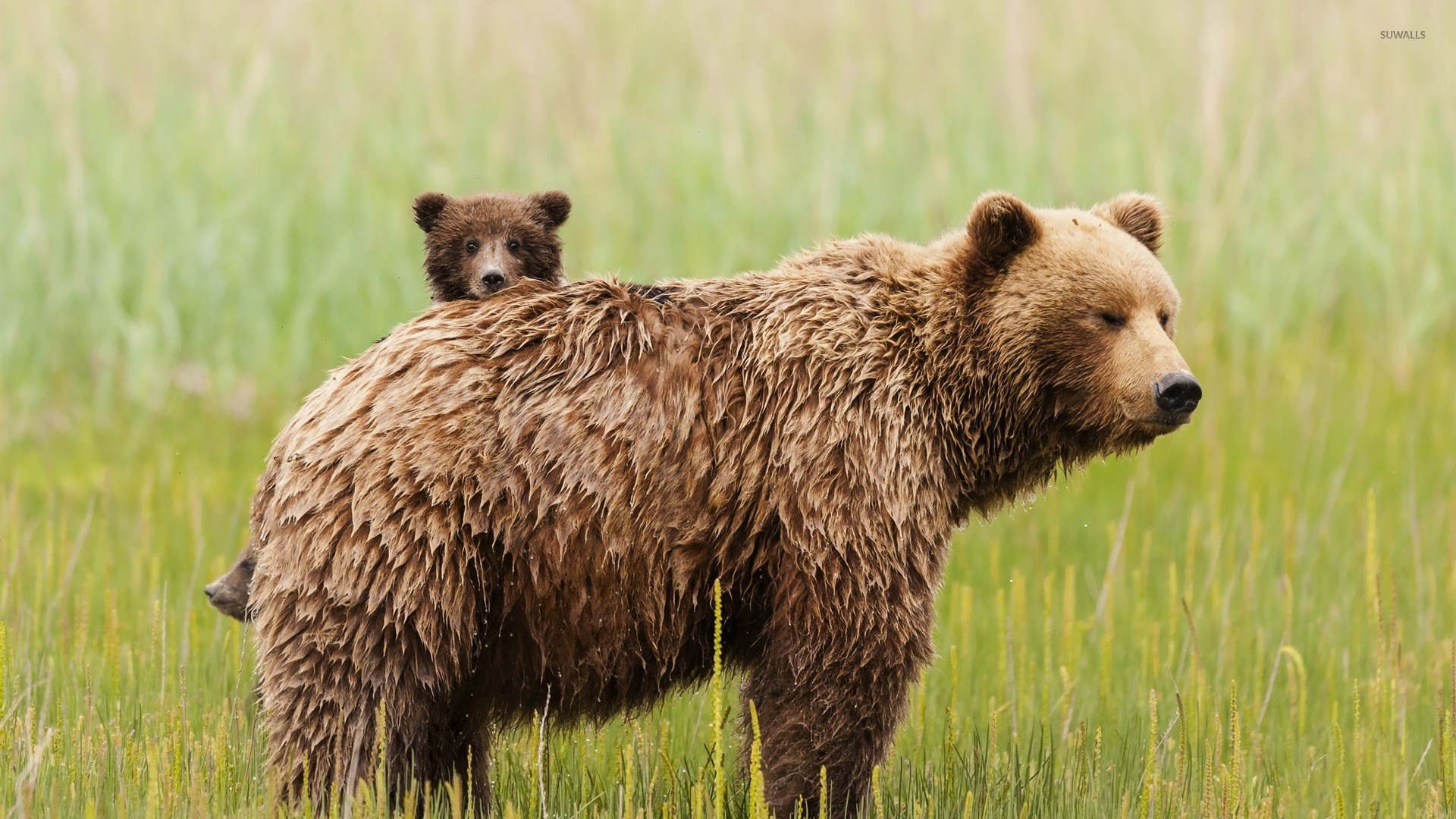 Bear with cubs wallpaper - Animal wallpapers - #25957