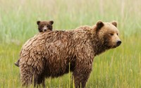 Bear with cubs wallpaper 1920x1080 jpg