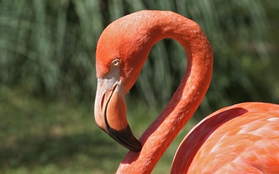 Beautiful flamingo close-up Wallpaper