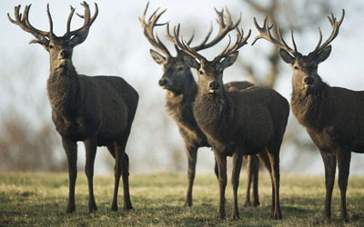 Beautiful stags on the field wallpaper