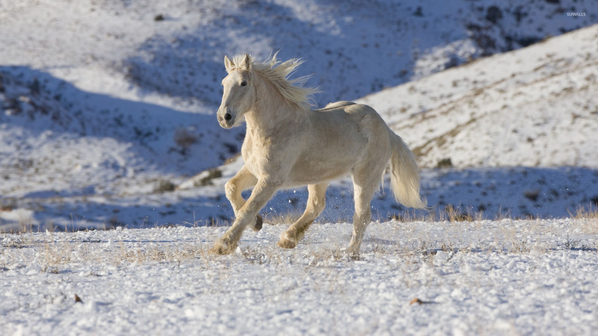 horse running in snow
