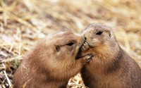 Beavers kissing wallpaper 2560x1600 jpg