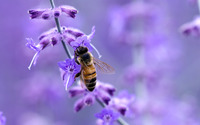 Bee [8] wallpaper 2560x1440 jpg