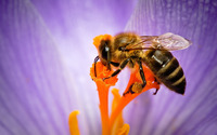 Bee [6] wallpaper 2560x1600 jpg
