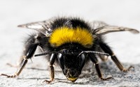 Bee [4] wallpaper 2560x1440 jpg