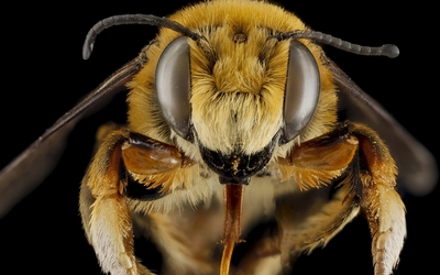 Bee close-up wallpaper