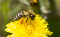 Bee on a dandelion wallpaper 2560x1600 jpg