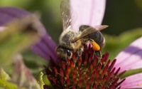 Bee on a flower close-up wallpaper 2560x1600 jpg