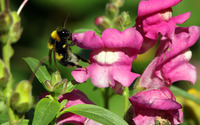 Bee on a snapdragon wallpaper 3840x2160 jpg