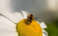 Bee on a sunlit daisy wallpaper 2880x1800 jpg