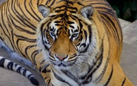 Bengal tiger [2] wallpaper 1920x1200 jpg